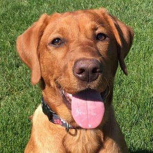 Meet your Posher, Bryan